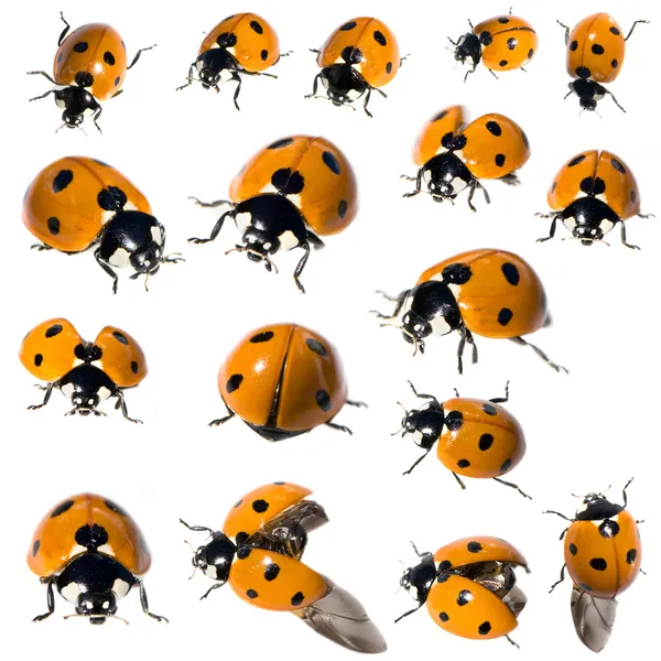 7 spot ladybird in different positions — Stock Photo, Image