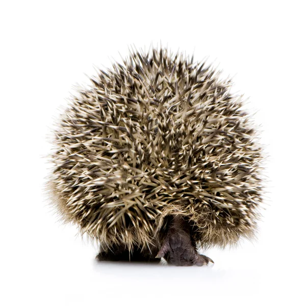 Hedgehog (1 mounths) — Stock Photo, Image
