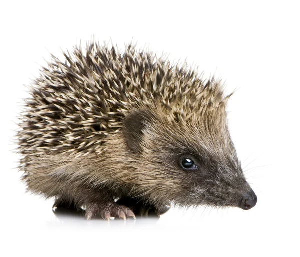 Hedgehog (1 mounths) — Stok Foto