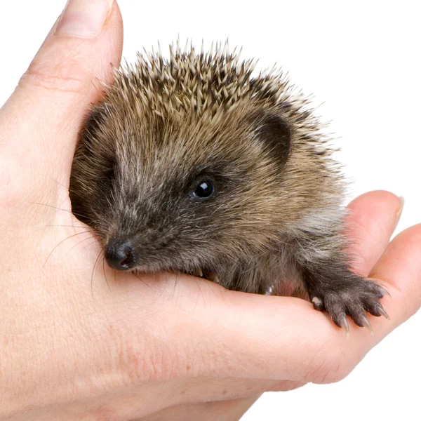 Hedgehog (1 mounths) — Stock Photo, Image