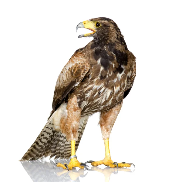 Falco di Harris — Foto Stock