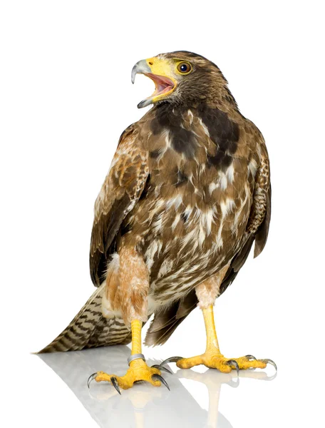 Harris's Hawk — Zdjęcie stockowe