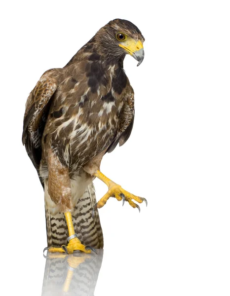 Harris's Hawk — Zdjęcie stockowe