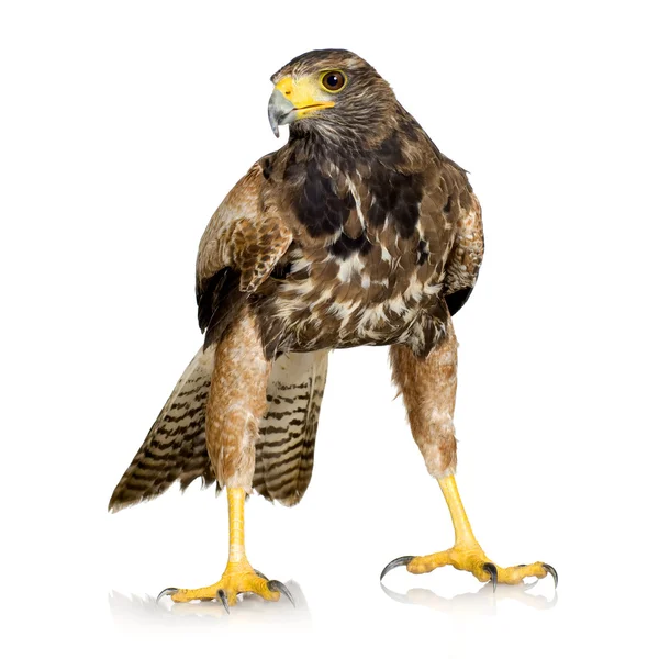 Harris's Hawk — Stock Photo, Image