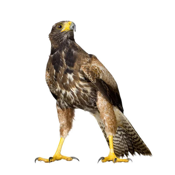 Falco di Harris — Foto Stock