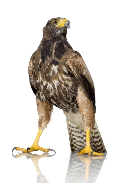 哈里斯的鹰 — 图库照片
