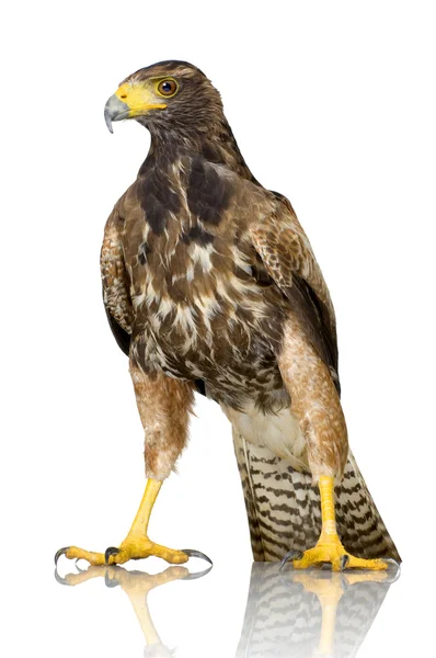 Harris's Hawk — Stock Photo, Image