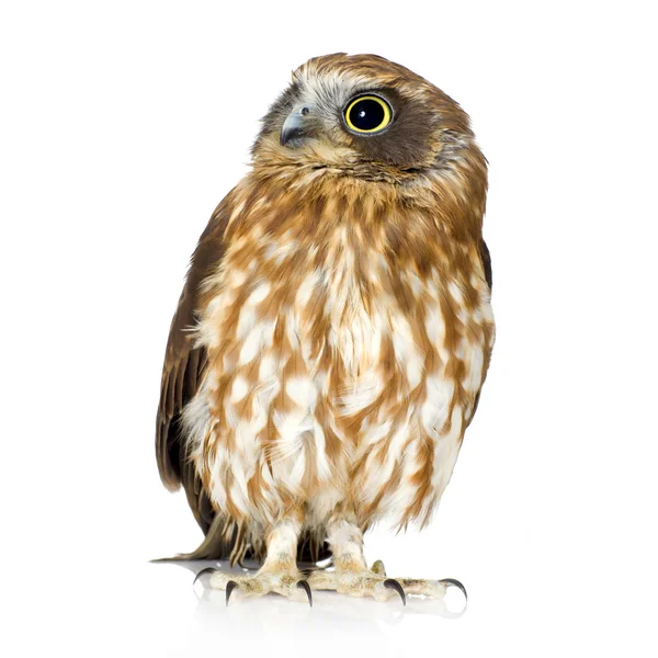 New Zealand owl — Stock Photo, Image