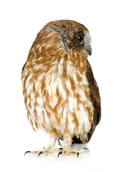 New Zealand owl — Stock Photo, Image