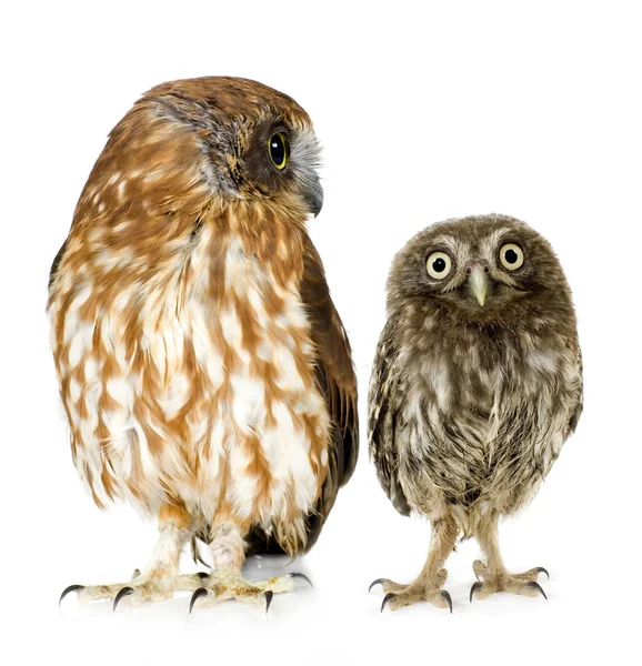 Female owl and a owlet — Stock Photo, Image