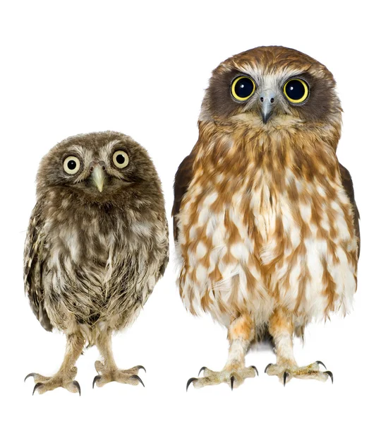 Female owl and a owlet — Stock Photo, Image