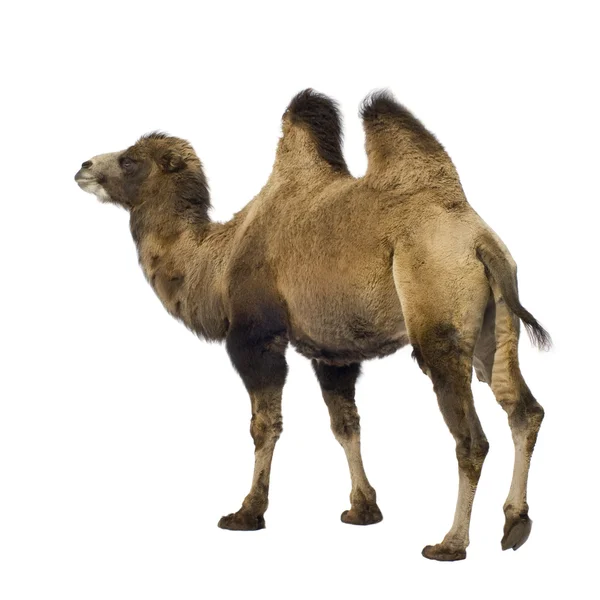 Верблюд — стоковое фото