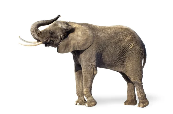 Elefante — Foto de Stock
