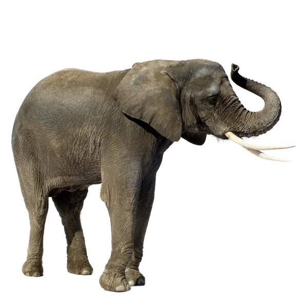 Слон — стокове фото