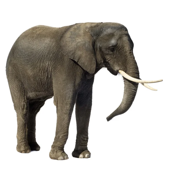 Слон — стокове фото