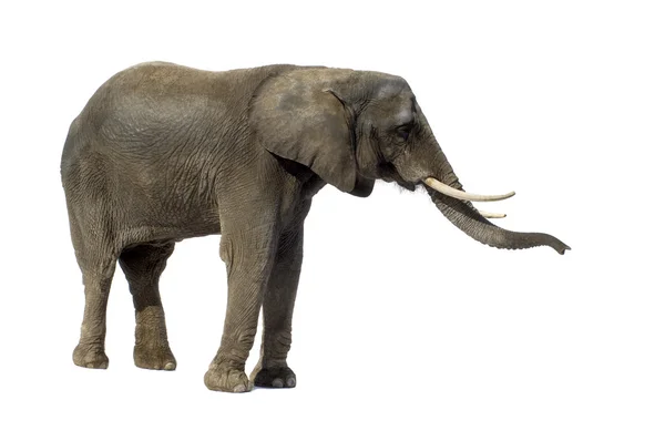 Elefante — Foto de Stock