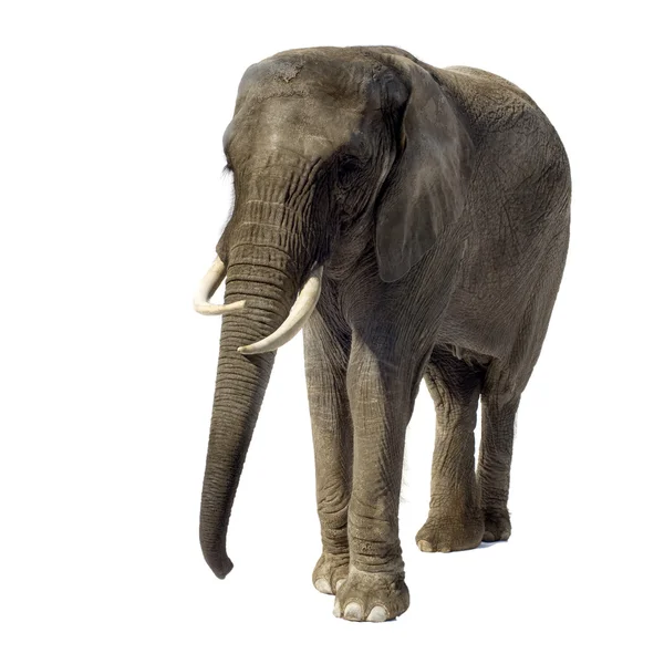 大象 — 图库照片