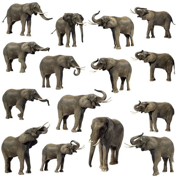 Слони — стокове фото