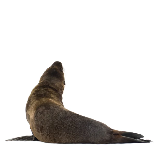 Zeeleeuw pup (3 maanden) — Stockfoto