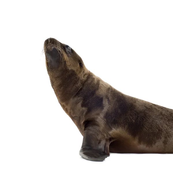바다 사자 pup (3 개월) — 스톡 사진
