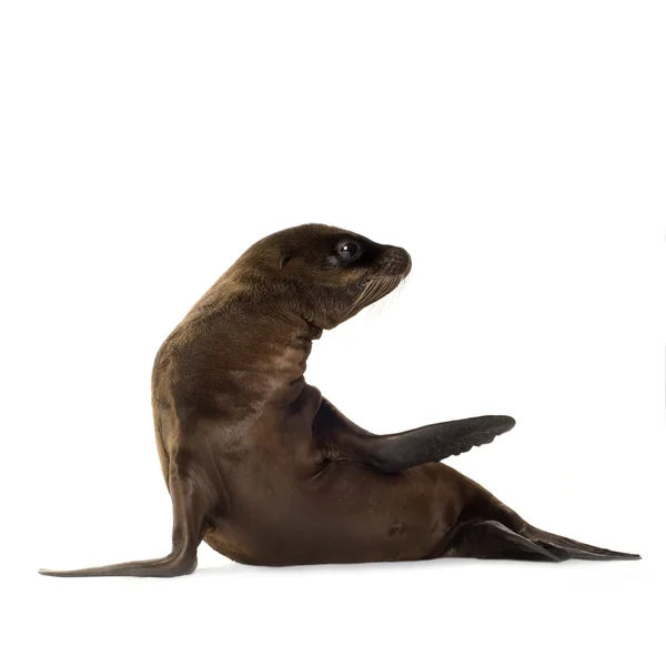 海狮 pup (3 个月) — 图库照片