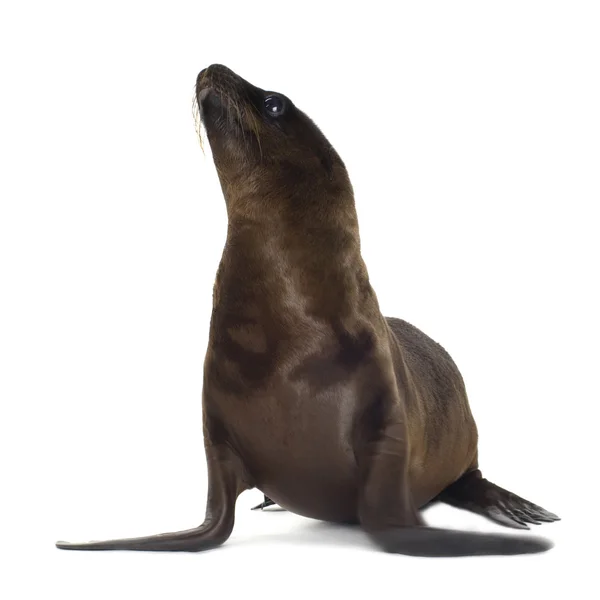 Seelöwenwelpe (3 Monate)) — Stockfoto