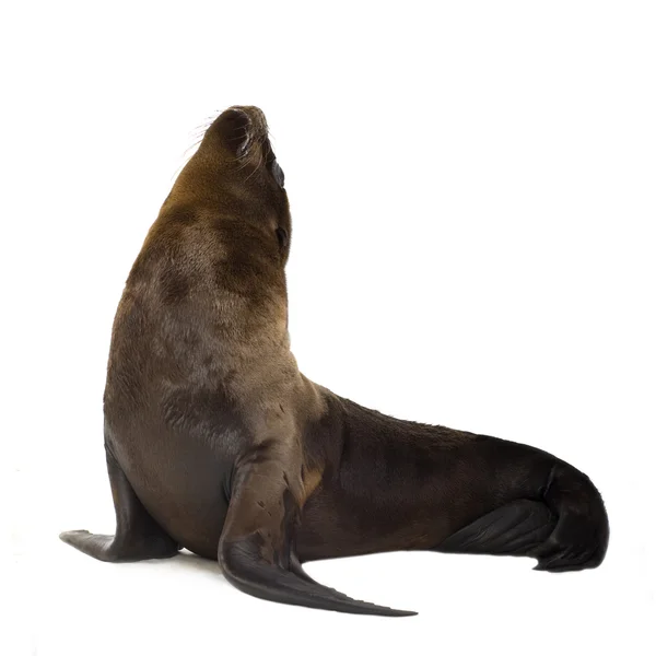 Seelöwenwelpe (3 Monate)) — Stockfoto