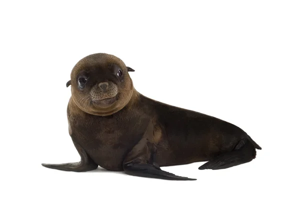 Cachorro de león marino (3 meses ) — Foto de Stock