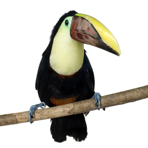 斯温森的巨嘴鸟 — 图库照片