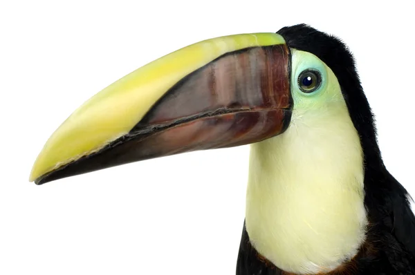 斯温森的巨嘴鸟 — 图库照片