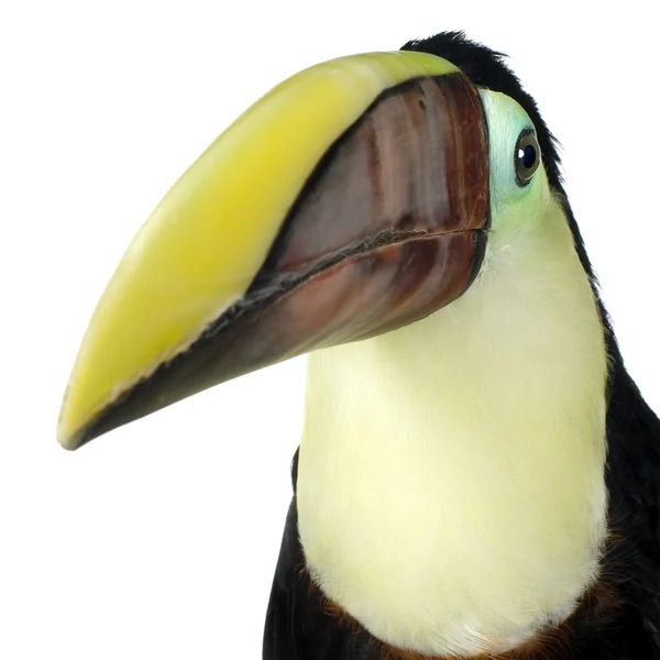 Swainson의 큰부리새 — 스톡 사진