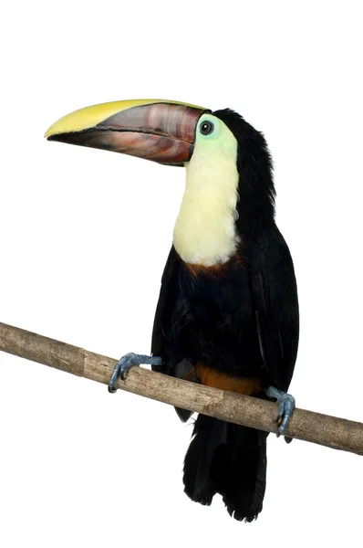 Swainson'ın Toucan — Stok fotoğraf