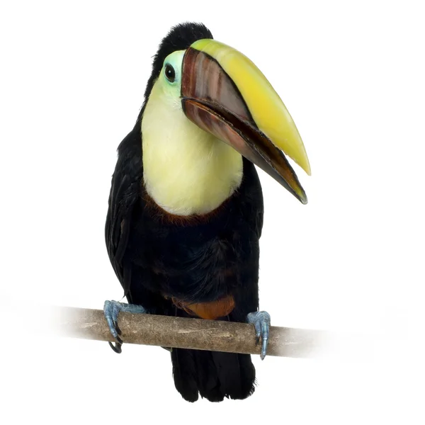 Toucan του Swainson — Φωτογραφία Αρχείου