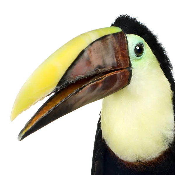Toucan του Swainson — Φωτογραφία Αρχείου