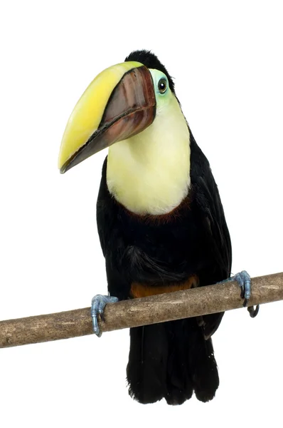 Swainson's Toucan — Stock Photo, Image
