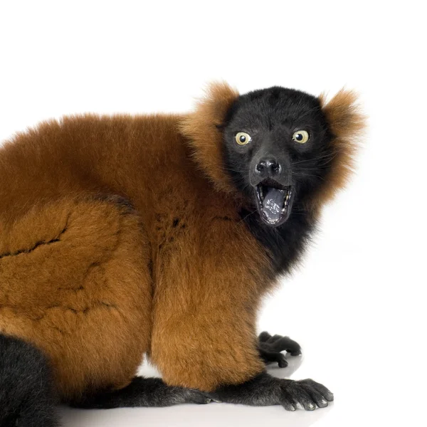 Röd ruffig lemur — Stockfoto