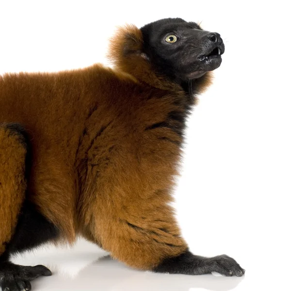 Red Ruffed Lemur — Stock Photo, Image
