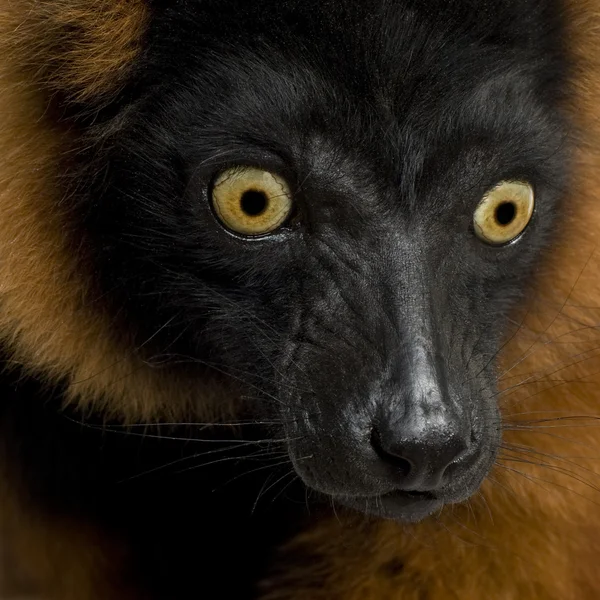 Röd ruffig lemur — Stockfoto
