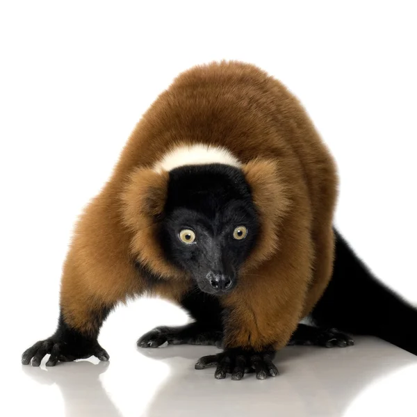Lemur rudy czerwony — Zdjęcie stockowe