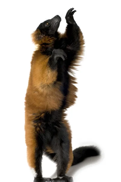 红毛狐猴 — 图库照片