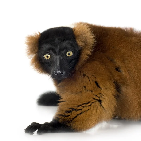 Red Ruffed Lemur — Stock Photo, Image