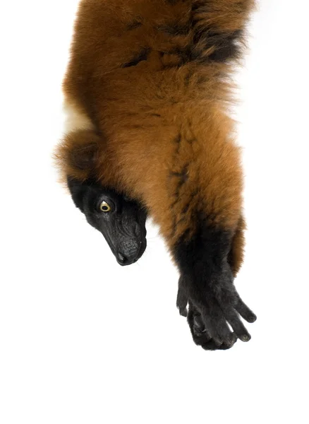 Lémur rufo rojo —  Fotos de Stock