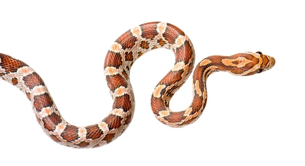 トウモロコシのヘビ — ストック写真