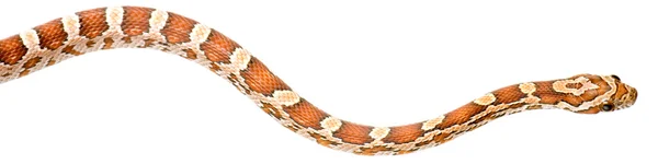 Corn Snake — Stock Photo, Image