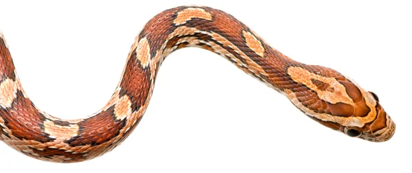 Kukorica kígyó — Stock Fotó