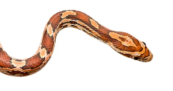 Serpent de maïs — Photo