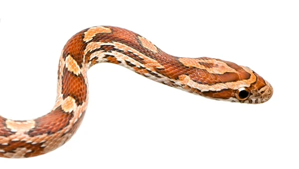 玉米蛇 — 图库照片