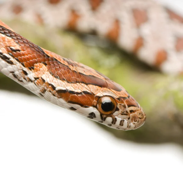 Кукурудза змії — стокове фото
