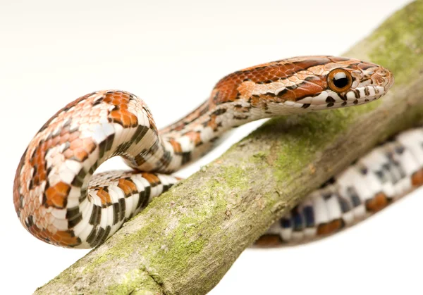 stock image Corn Snake