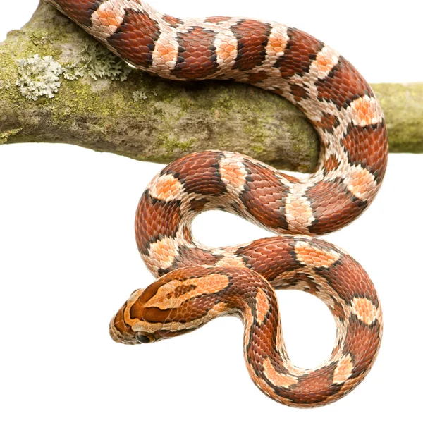 Wąż zbożowy — Zdjęcie stockowe